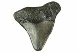 Bargain, Juvenile Megalodon Tooth - Georgia #163328-1